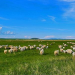 苹果cms生成首页有什么作用？